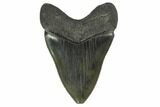 Serrated, Fossil Megalodon Tooth - South Carolina #131205-2